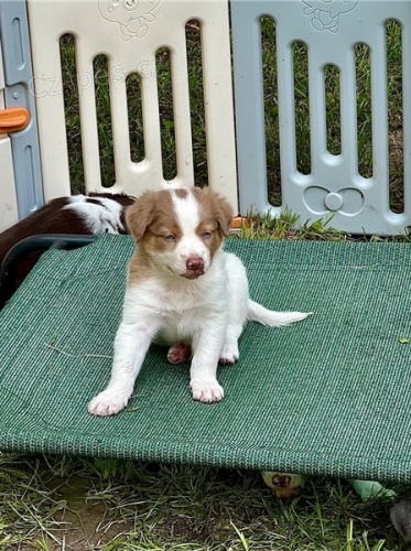 �t��ata hrani�n� kolie