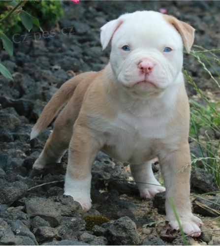 zdrav� �t��ata buldoka