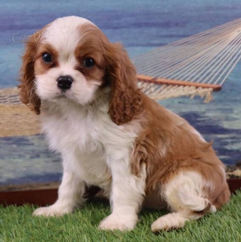 Prodm mini okovan tata Cavalier King Charles Spaniel.