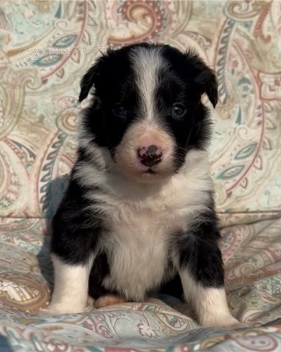 �t��ata hrani�n� kolie