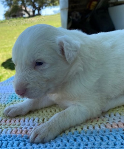 �t��ata Border Collie