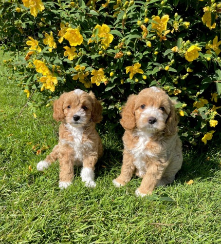Prod�m o�kovan� a od�erven� �t��ata Cavapoo mini.