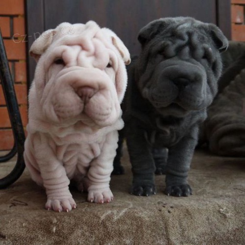 Prodm nsk okovan tata Shar-pei.