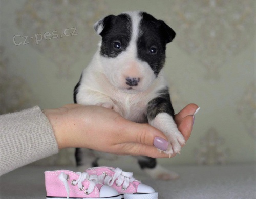 Prod�m kr�sn� �t��ata anglick�ho bulteri�ra.