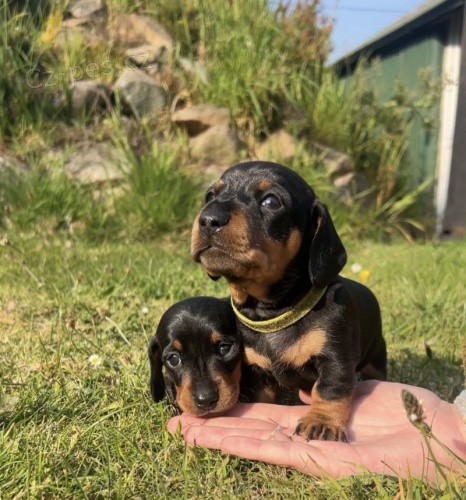 KR�TKOSRD� MINI JEZEV��KA �T��ATA