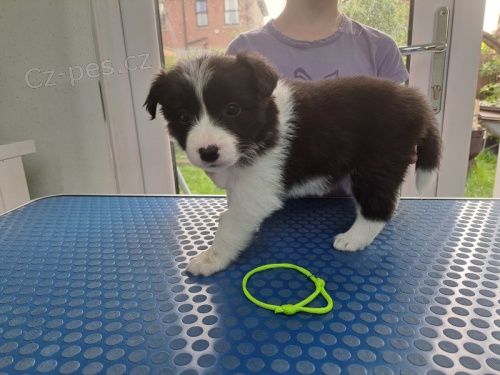 Prod�m �t��ata border kolie