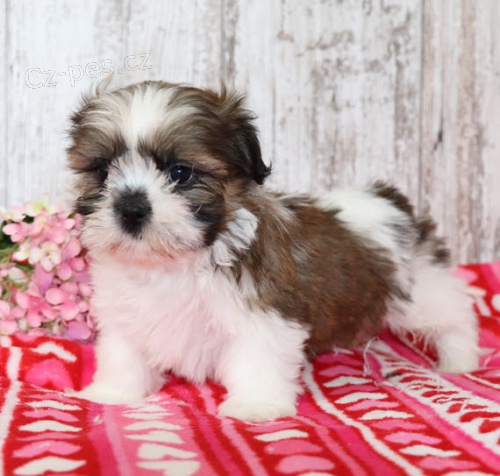 Prodm tata SHIH TZU