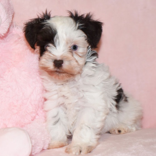 Prod�m ZDRAV�, O�KOVAN� a od�erven� �t��ata mini fenek a mal�ch kn�ra��.