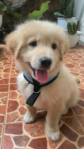 Prod�m �t��ata labradorsk�ho retr�vra.