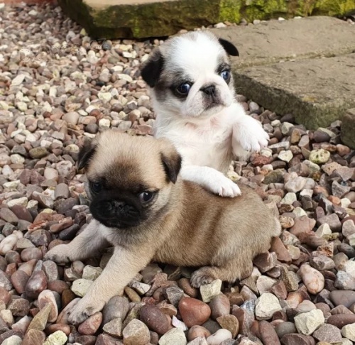 Prod�m kr�sn� b�ov�, pandov� a �ern� fenka a samec o�kovan�ch mops�