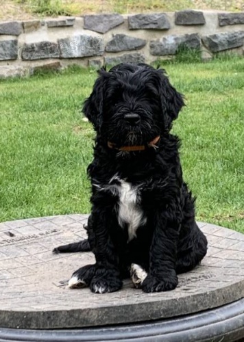 �t�n� Portugalsk� vodn� pes