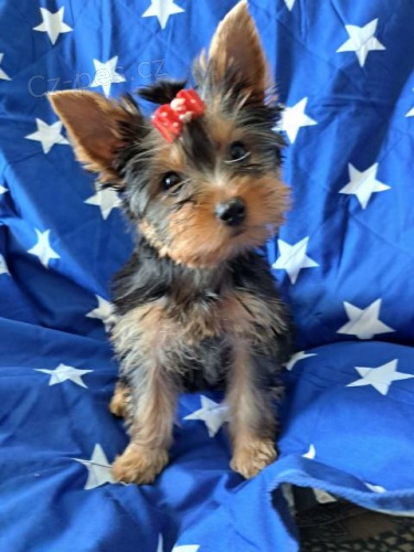 �t��ata yorkshirsk�ho teri�ra