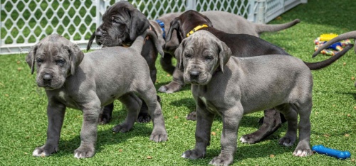 Prod�m zdrav� o�kovan� �t��ata n�meck� dogy