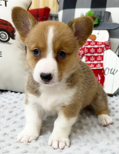 kr�sn� a and�lsk� �t��ata Pembroke Welsh Corgi na prodej.