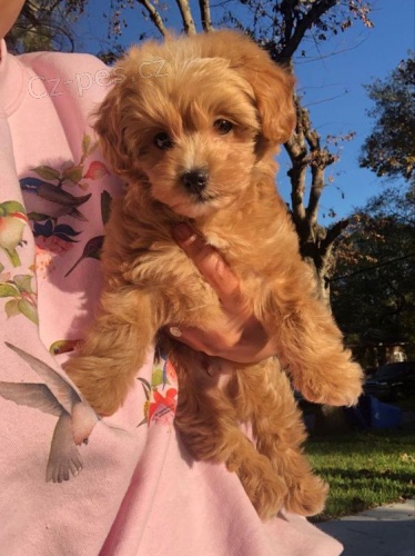 Prod�m mini �t��ata Cavapoo.