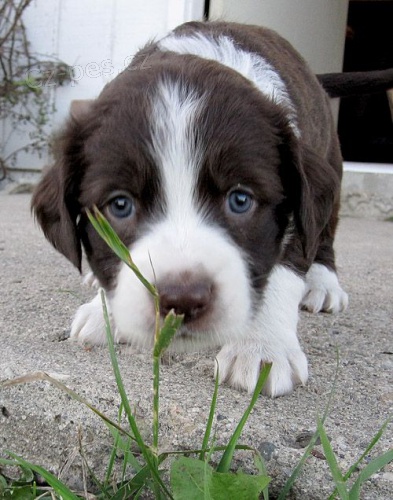 Prod�m �t��ata anglick�ho �pringr�pan�la.