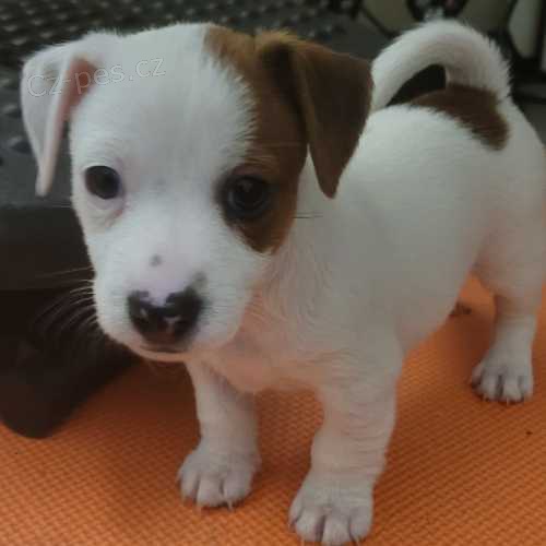 Prod�m �t��ata jack russella.
