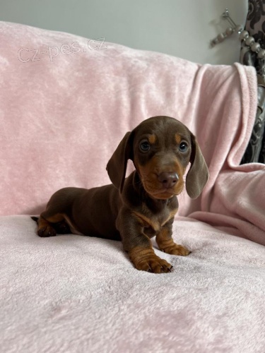 Prod�m zdrav� �t��ata kr�tkosrst�ch jezev��k�