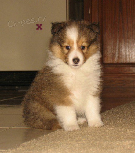 Prod�m �t��ata Sheltie o�kovan� a od�erven�.