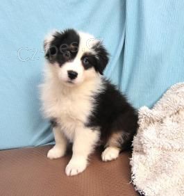 Prod�m �t��ata australsk�ho ov��ka