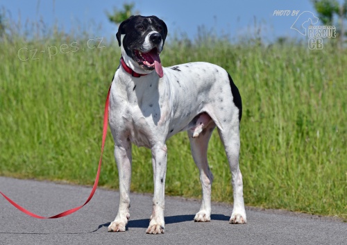 Darujeme opu�t�n�ho k��ence