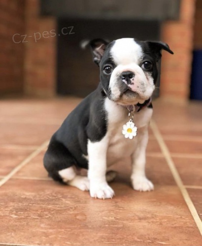 Prod�m �t��ata bostonsk�ho teri�ra