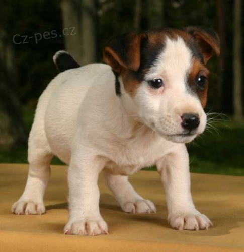 Prodm tata jack russell terira.