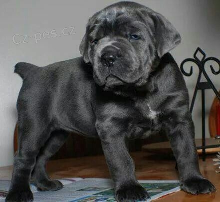 Prodm tata italskho Cane Corso