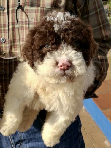 O�kovan� a od�erven� mini �t��ata portugalsk�ho vodn�ho psa k adopci