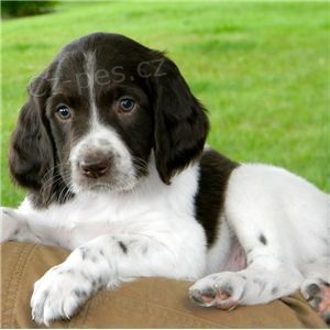 Prod�m kr�sn� a rozko�n� �t���tka anglick�ho �pringr�pan�la.