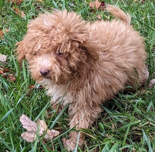 kr�sn� hra�ka �t��ata pudla