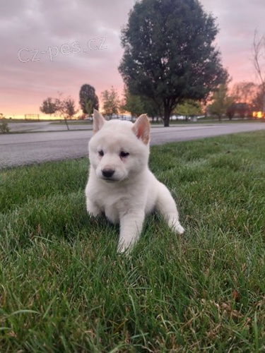 zdrav� �t��ata shiba inu