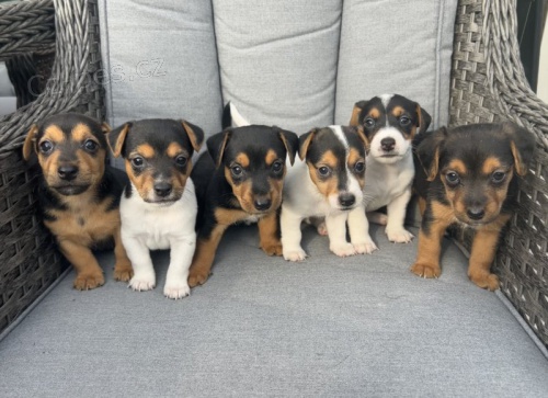 Prod�m �t��ata jack russell teri�ra.