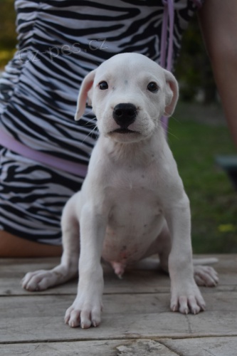 Argentinsk� doga kr�sn� �t���tka