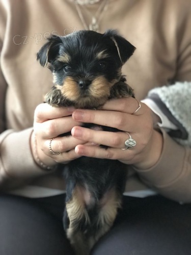 Prod�m roztomil� a kr�sn� �t���tka mini yorkie.