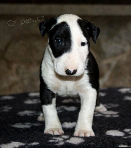 Prod�m kr�sn� �t��ata anglick�ho bulteri�ra.