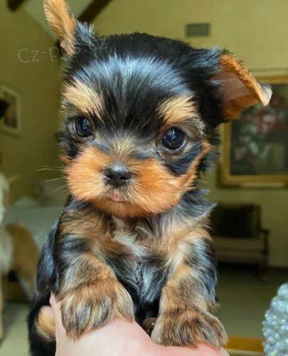 Prod�m roztomil� a kr�sn� �t���tka mini yorkie.