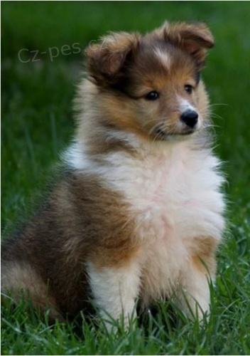 Prodm tata SHELTIE.