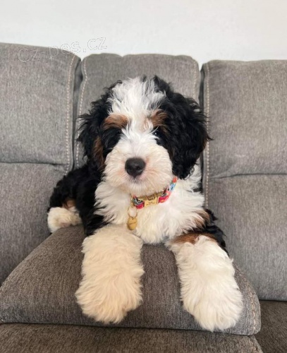 Prod�m mini �t��ata Bernedoodle.