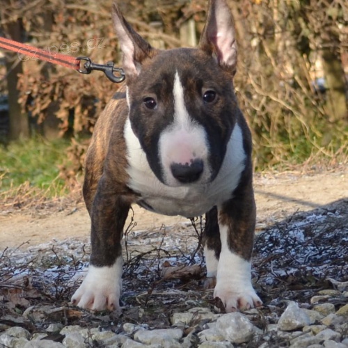 Prod�m �t��ata anglick�ho bulteri�ra