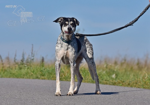 Darujeme nalezenou fenu k��ence