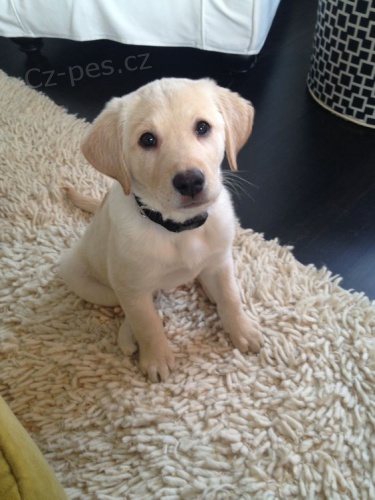 Prod�m �t��ata labradorsk�ho retr�vra.