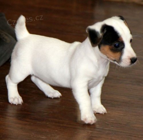 Prod�m �t��ata jack russell teri�ra.