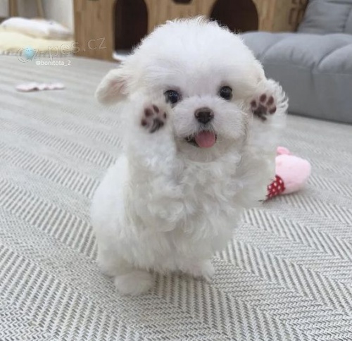 Prod�m �t��ata bi�onka.