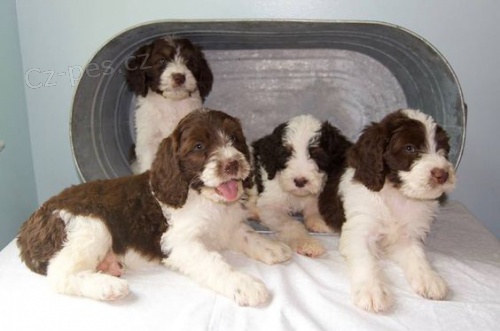 �t��ata Springerdoodle na prodej