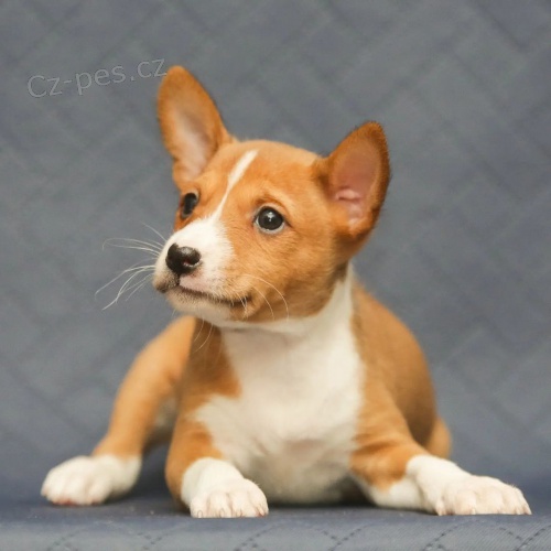 Prod�m �t��ata BASENJI
