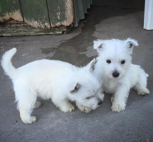 Prodm tata West Highland White Terriers