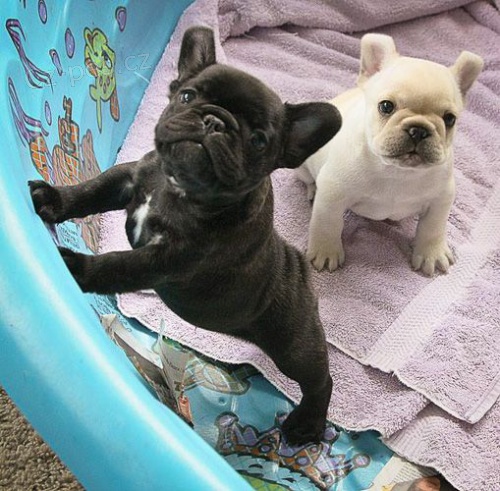 Prod�m �t��ata francouzsk�ho buldo�ka.