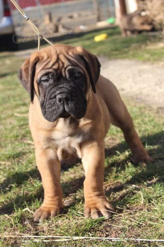 Prod�m �t��ata bullmastiffa