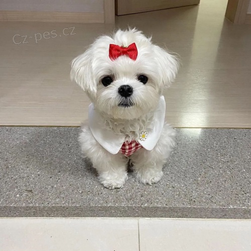 Mini �t��ata malt�z�k�.